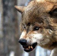 Вълци удушиха цялото стадо на фермер! Козите били оглозгани до кокал