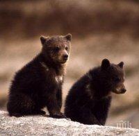 ПОСПАЛАНКОВЦИ: Две мечета от парка в Белица още спят зимен сън