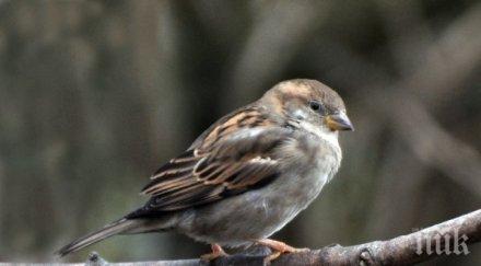 деца включиха преброяването врабчетата