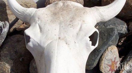 учени откриха свидетелства праисторически ветеринарни експерименти