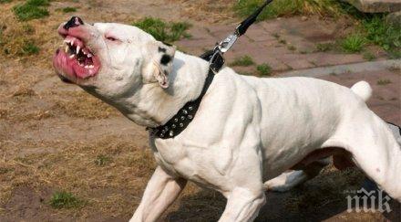 германци насъскаха питбул турчин берлин