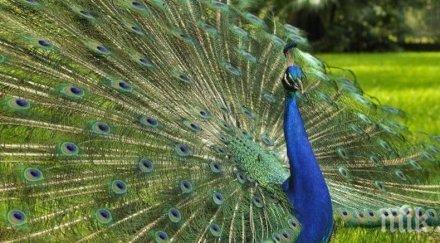 напаст властите канбера борят нашествие диви пауни