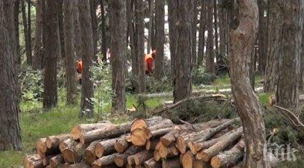 масова сеч гора изправи нокти сопот