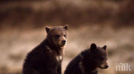 спасиха три малки мечета село барутин