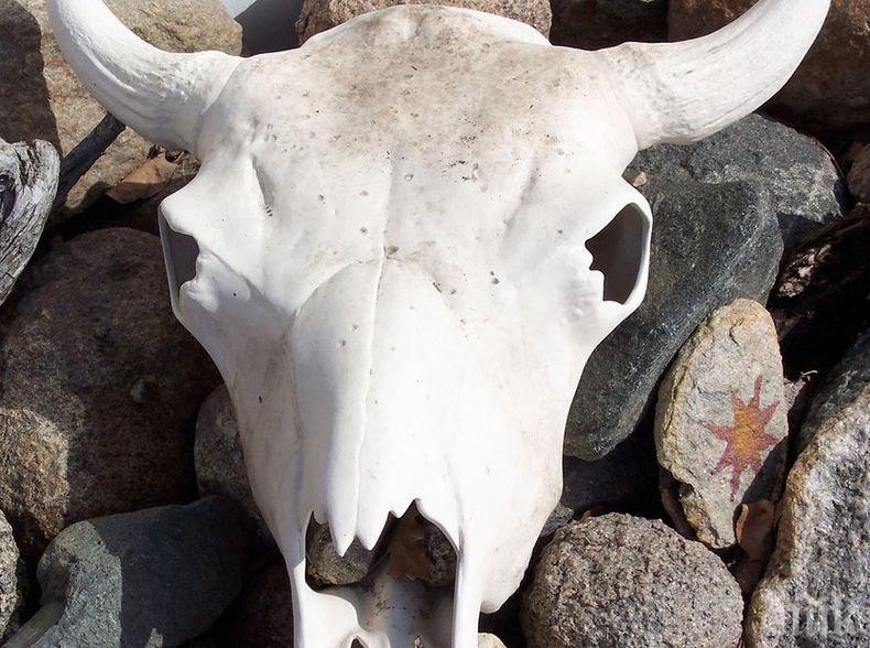 Учени откриха свидетелства за праисторически  ветеринарни експерименти