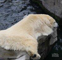 Приспаха първата полярна мечка, родена в тропиците