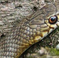 ШОК В МОНТАНА! Змия се промъкна в кола на шивашка фирма