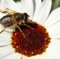 Масов мор по пчелите в Плевенско