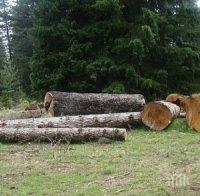 Дърво размаза 50-годишен мъж