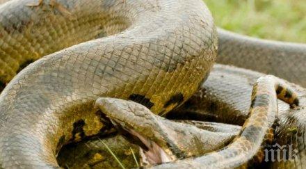 змия ухапа медицинска сестра качи влак случилото остави без думи