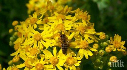 заплахата пчелите забранява използваните инсектициди