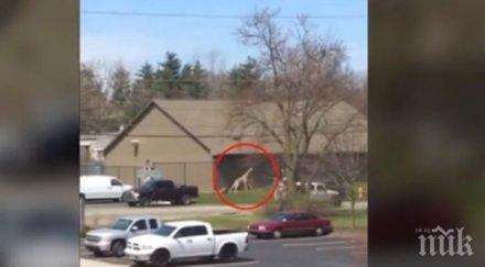 свобода жираф беглец зоопарк индиана предизвика фурор