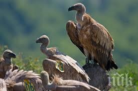 съдът българия нарушила директивата птиците