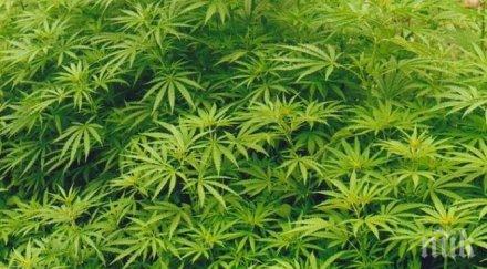 бивш кмет сдс арестуван полицейски тараш дома скрил канабис места двора