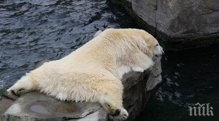 приспаха първата полярна мечка родена тропиците