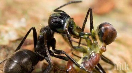 учени откриха нов вид експлодиращи мравки