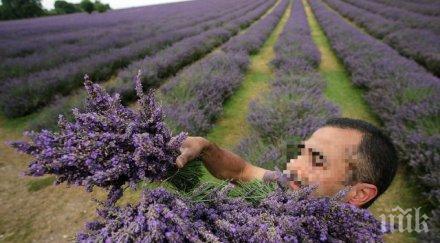 свиха лавандулата кърнарски стопанин