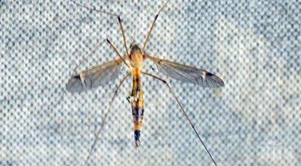 напаст kомари врабчета нападнаха село пловдив