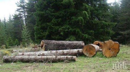 дърво размаза годишен мъж