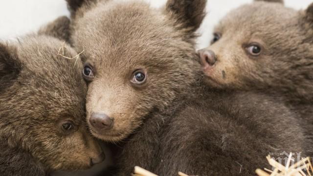Майката на трите спасени мечета край Барутин остава в неизвестност