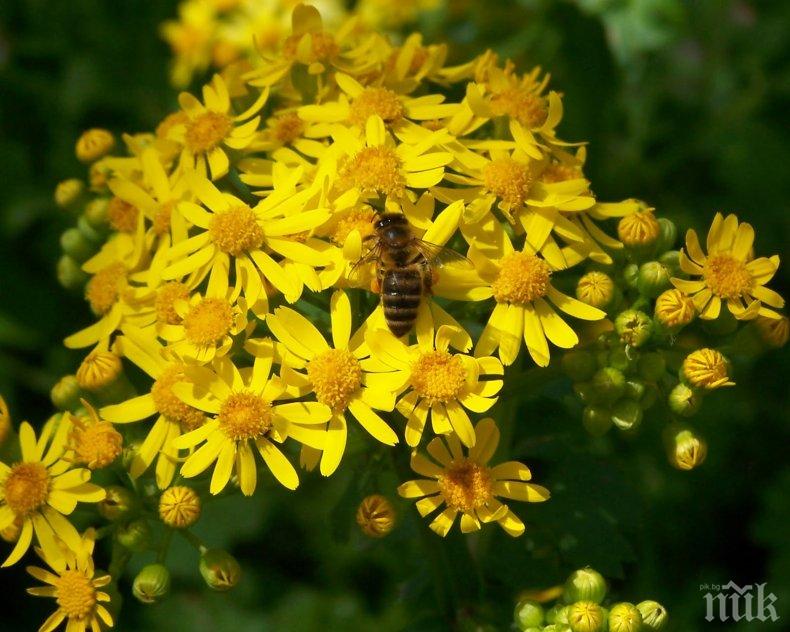 Срещу заплахата за пчелите: ЕС забранява най-използваните инсектициди