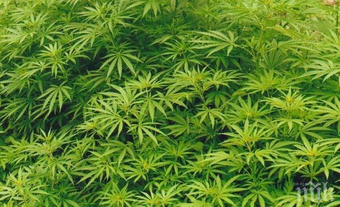 Бивш кмет от СДС арестуван след полицейски тараш в дома му, скрил канабис на 3 места в двора