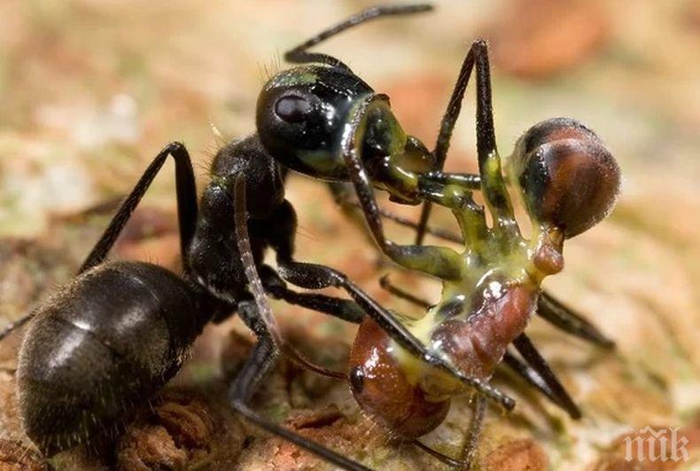 Учени откриха нов вид експлодиращи мравки