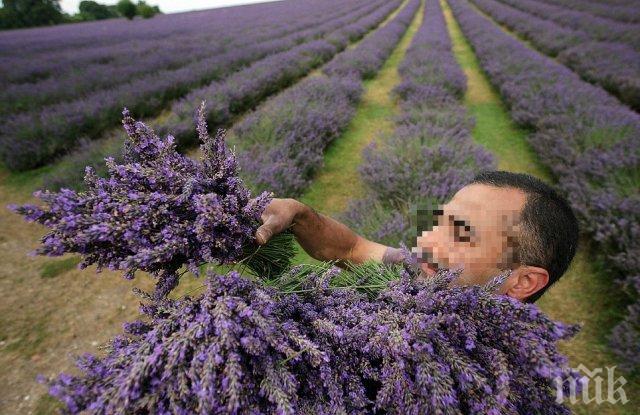 Свиха лавандулата на кърнарски стопанин