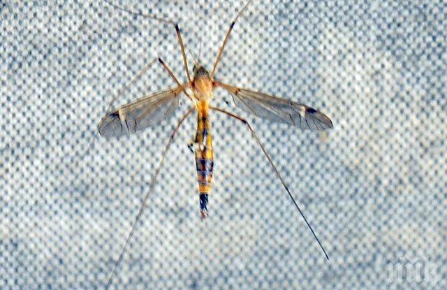 НАПАСТ! Kомари колкото врабчета нападнаха село край Пловдив