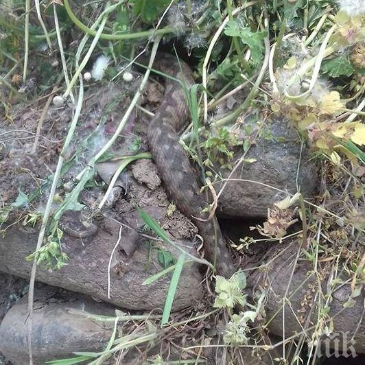 САМО В ПИК! Паника в Монтанско! Пепелянки изпълзяха, хвърлиха в смут градинари (СНИМКИ) 