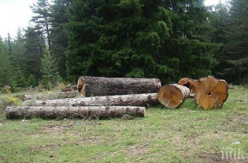 Дърво размаза 50-годишен мъж