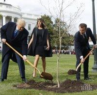 Мистерия! Изчезна дръвчето, което Тръмп и Макрон засадиха заедно в Белия дом