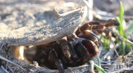 почина старият паяк света