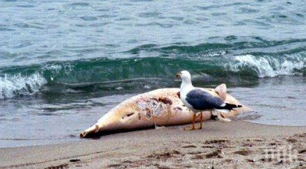 един мъртъв делфин изплува солниците бургас гларуси нападнаха
