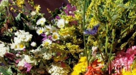 билки помагат забременяване