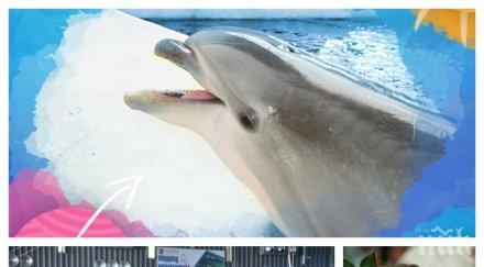 уникално делфин варна бразилка пеят девойко мари хубава чуйте изпълнението