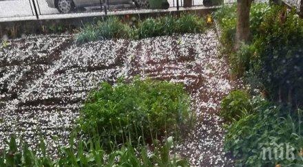 градушка удари чепеларе градът побеля ледените късове снимки