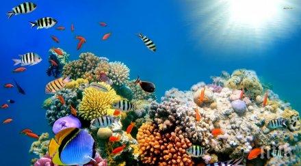 австралия спасява големия бариерен риф 313 млн евро