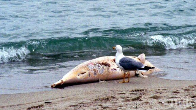Още един мъртъв делфин изплува край Солниците в Бургас, гларуси го нападнаха