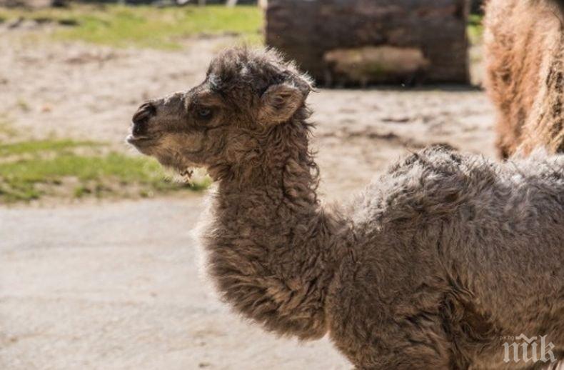 СПЕЦИАЛЕН! Новородено камилче от застрашен вид беше кръстено на принц Луи