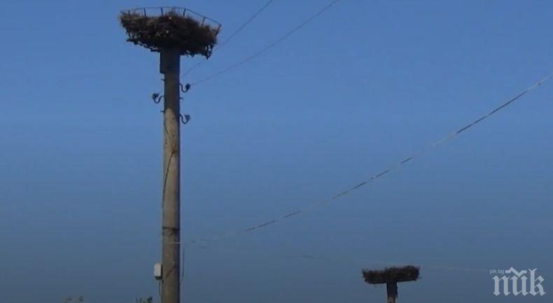 Спасителят на щъркели вече прави и гнезда на птиците