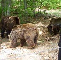 Танцуващите мечки в Белица осиротяха: Приспаха мечока Гошо