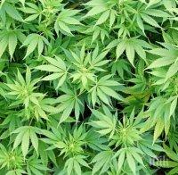 РАЗКРИТИЕ! Сърби работят в български плантации за марихуана в САЩ