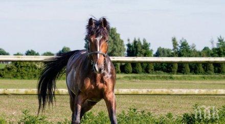 шок сандански кон захапа шията годишно момче