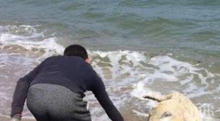 шаш мъртъв овен изплува северния плаж бургас снимки