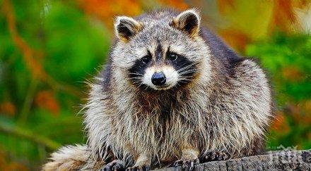 хит видео спасяването енот канализация взриви социалните мрежи видео