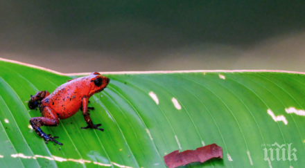 финландия заделят 400 000 евро изучаване канибализма южноамериканските жаби