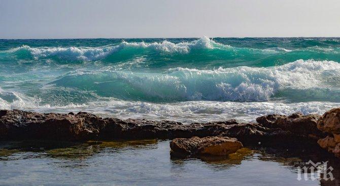 ШОК! Морето изхвърля мъртви овце по южното черноморие