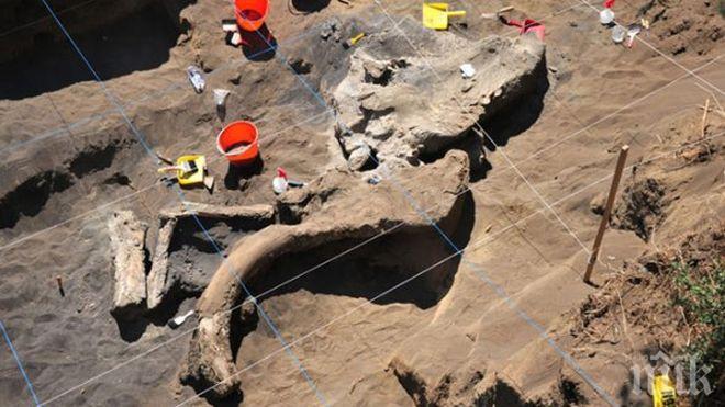 Откриха скелет на гигантски мамут, живял в България преди 8 млн. години
