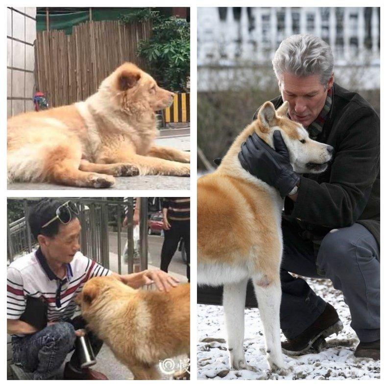  ПОЯВИ СЕ НОВ ХАЧИКО! Вижте историята на вярното куче Сюнсюн, което завладя сърцата на китайците (СНИМКИ + ВИДЕО)